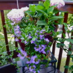 Location: My Garden- Vermont
Date: 2014-08-13
Mountain Deck Planter with hydrangeas