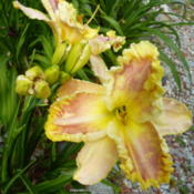 FFOE - 8 inch + Bloom with 3/4 inch yellowish/green edge. Gorgeou