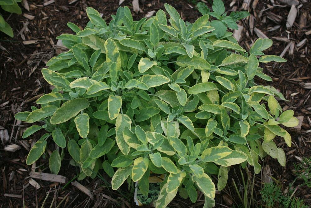Photo of Variegated Golden Sage (Salvia officinalis 'Icterina') uploaded by Daylilybaby