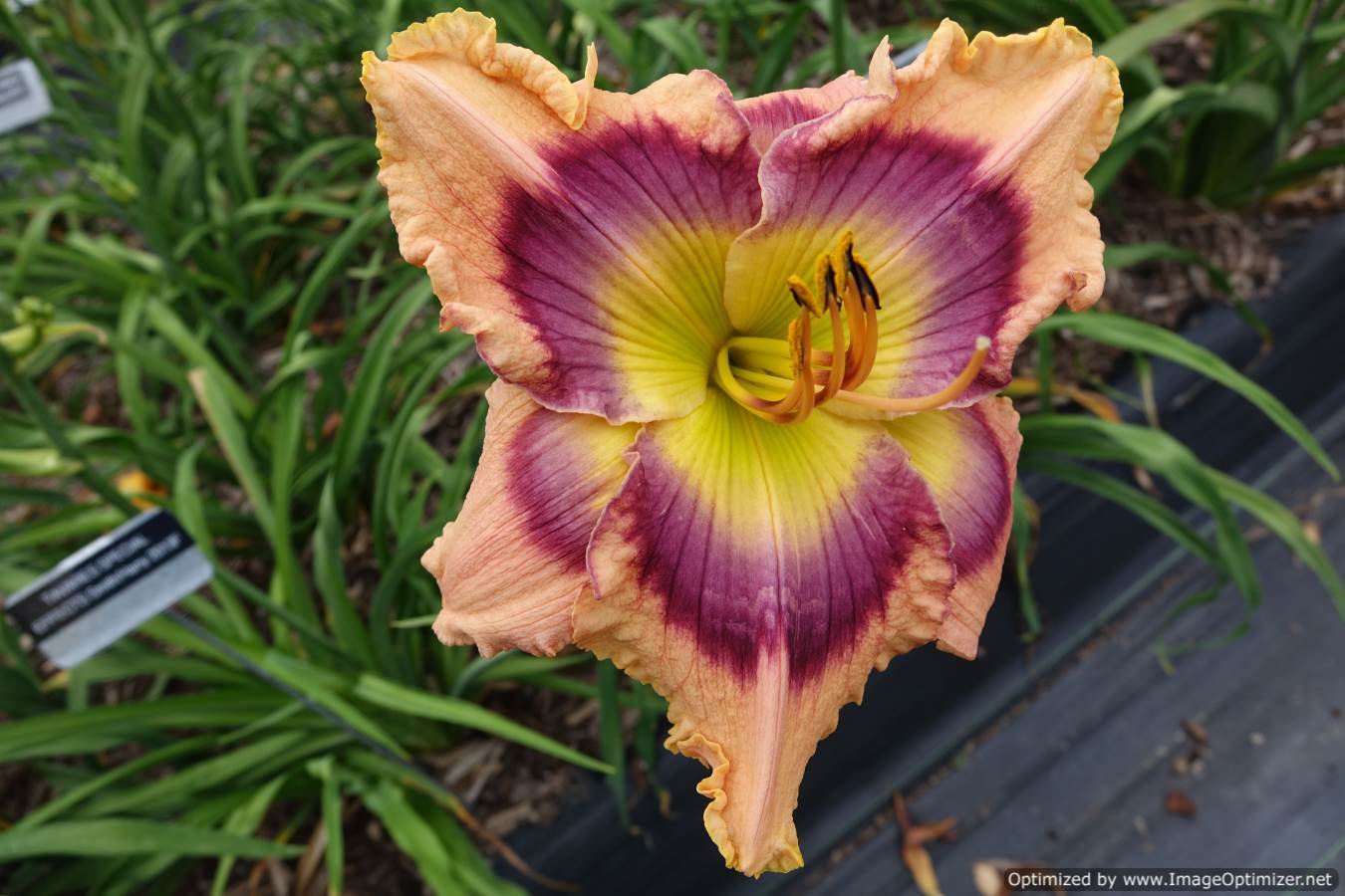Photo of Daylily (Hemerocallis 'Tavares Special Effects') uploaded by chalyse