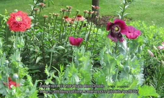 Photo of Opium Poppy (Papaver somniferum 'Lauren's Grape') uploaded by ge1836