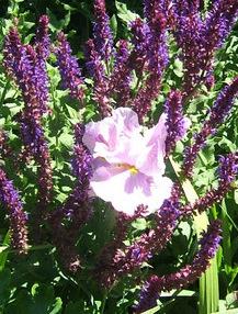 Photo of Japanese Iris (Iris ensata 'Honour') uploaded by pirl