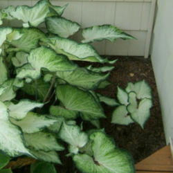 Location: Hosta garden
Date: 2012-0812
Extreme right in the photo. Last to emerge due to lack of all sun