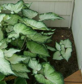Photo of Strap-Leaf Caladium (Caladium 'White Wing') uploaded by pirl
