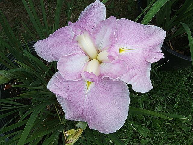 Photo of Japanese Iris (Iris ensata 'Variation in Pink') uploaded by pirl