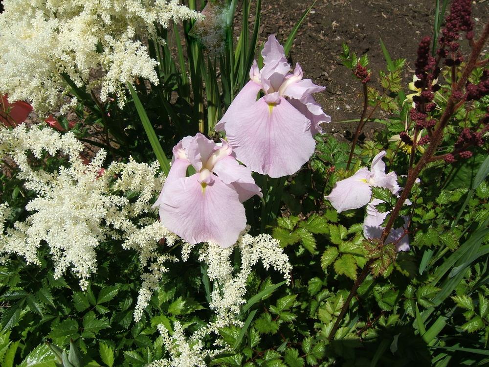 Photo of Japanese Iris (Iris ensata 'Variation in Pink') uploaded by pirl