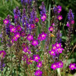 Location: My Garden, Utah
Date: 2014-07-03
#Pollination