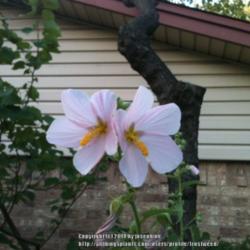 Location: My yard in Arlington, Texas.
Date: 2014-08-12
The flowers are a lovely delicate pink, and only last one day.