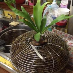 
Date: 2014-08-13
Baby staghorn in recycled fan "cage"