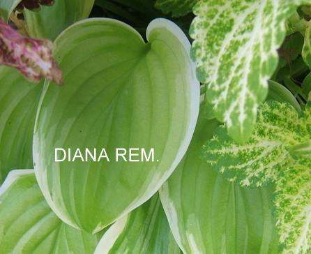 Photo of Hosta 'Diana Remembered' uploaded by pirl