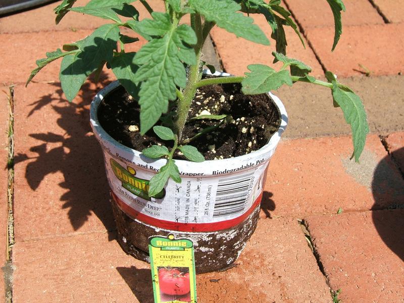 Photo of Tomato (Solanum lycopersicum 'Celebrity') uploaded by pirl