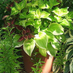 Location: Terrace garden left side.
Date: 2010-0709
Potted with various coleus.