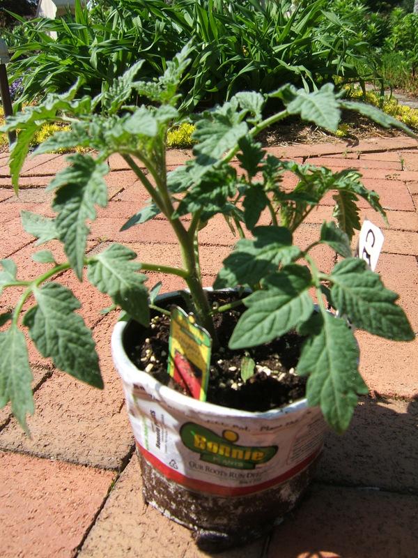 Photo of Tomato (Solanum lycopersicum 'Celebrity') uploaded by pirl