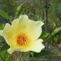 Location: In my Northern California garden
Date: 2014-08-13