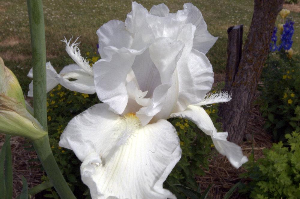 Photo of Tall Bearded Iris (Iris 'Mesmerizer') uploaded by TiaLee