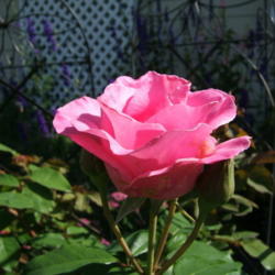 Location: Rose garden
Date: 2011-0620