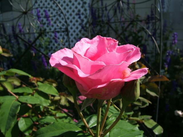 Photo of Rose (Rosa 'The McCartney Rose') uploaded by pirl