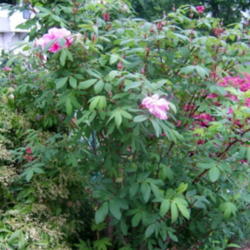 Location: Rose garden
Date: 2011-0520