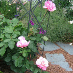 Location: Rose garden
Date: 2013-0616