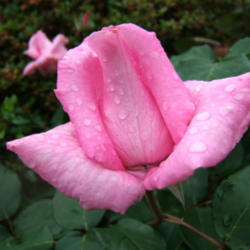 Location: Rose garden
Date: 2012-0522