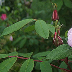 Location: Rose garden
Date: 2011-0520