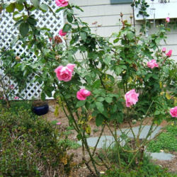 Location: Rose garden
Date: 2012-1024