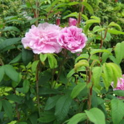 Location: Rose garden
Date: 2009-0618