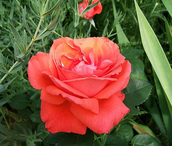 Photo of Rose (Rosa 'Tropicana') uploaded by pirl