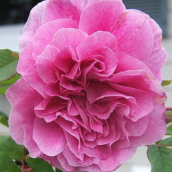 Location: Rose garden
Date: 2011-0517