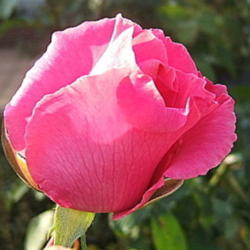 Location: Rose garden
Date: 2010-1017