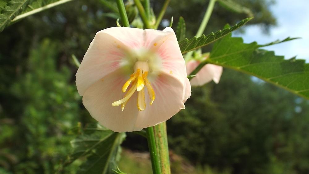 Photo of Noon Flower (Pentapetes phoenicea) uploaded by poisondartfrog