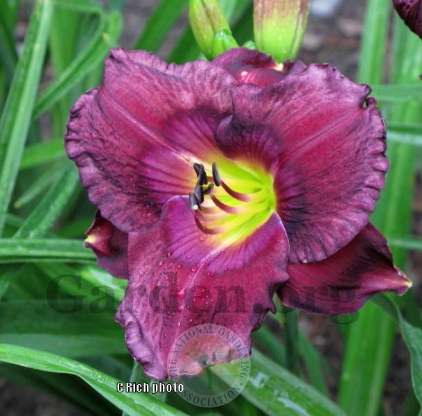 Photo of Daylily (Hemerocallis 'Lost in the Translation') uploaded by Char
