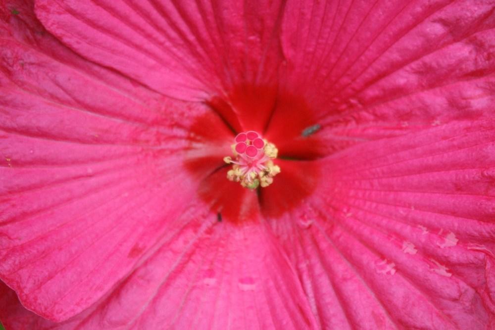 Photo of Hybrid Hardy Hibiscus (Hibiscus 'Jazzberry Jam') uploaded by Daylilybaby