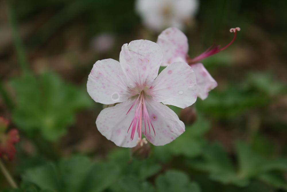Photo of Hardy Geranium (Geranium x cantabrigiense 'Biokovo') uploaded by Daylilybaby