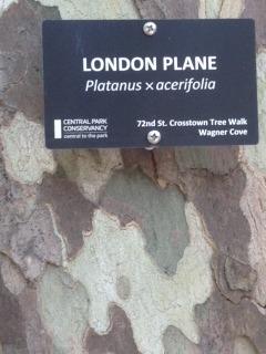 Photo of London Planetree (Platanus x hybrida) uploaded by Del