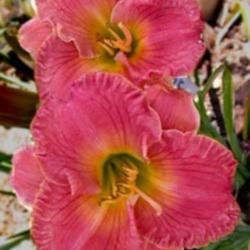 
Photo courtesy of Rainbow Daylilies & Irises, Australia