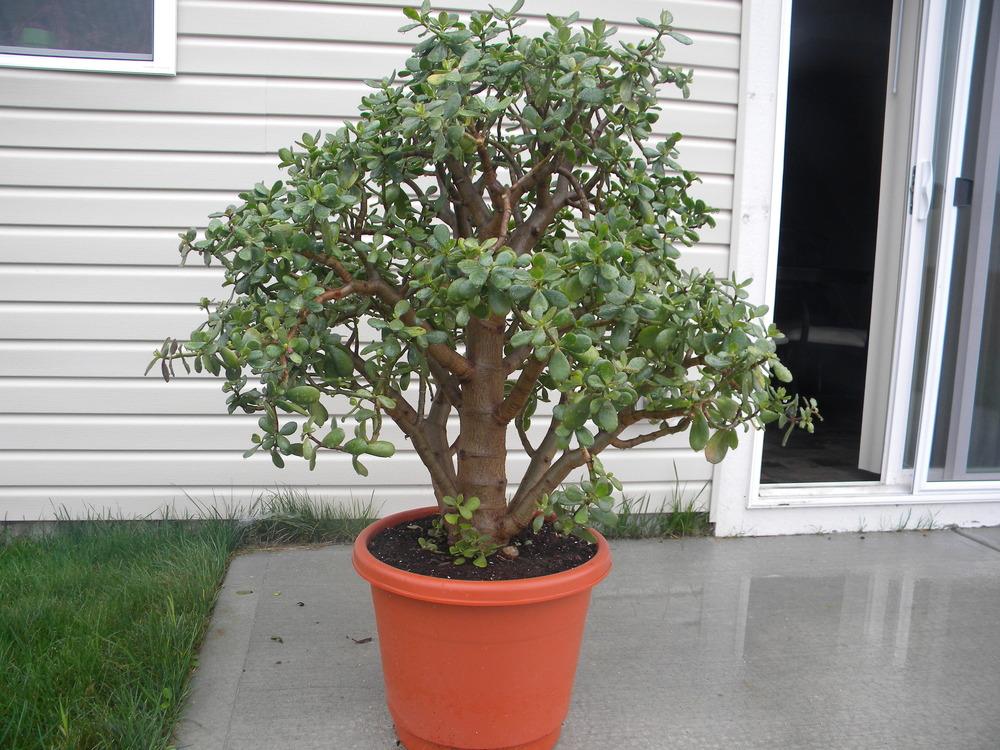 Houseplants forum My Jade plant.