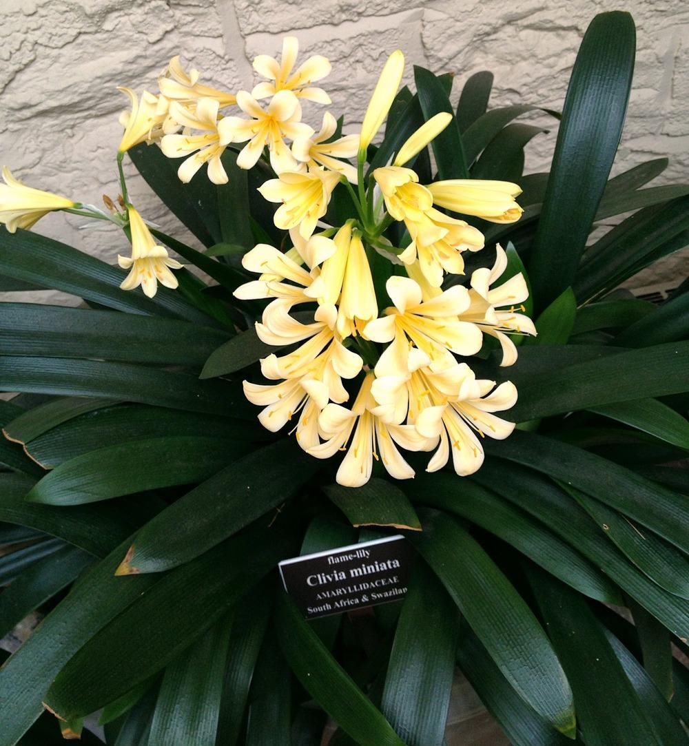 Photo of Fire Lily (Clivia miniata) uploaded by bxncbx
