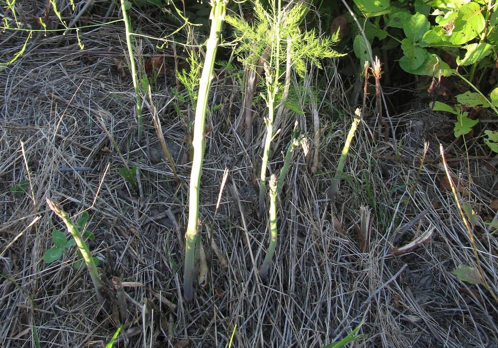 Photo of Asparagus (Asparagus officinalis) uploaded by jmorth