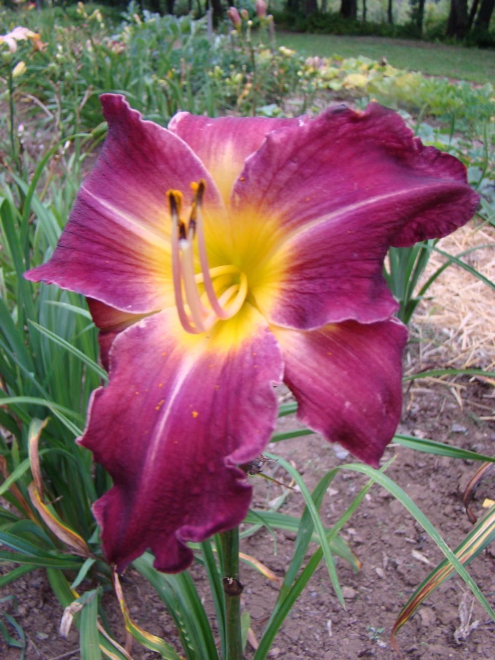 Photo of Daylily (Hemerocallis 'Stealth Bomber') uploaded by nh4me