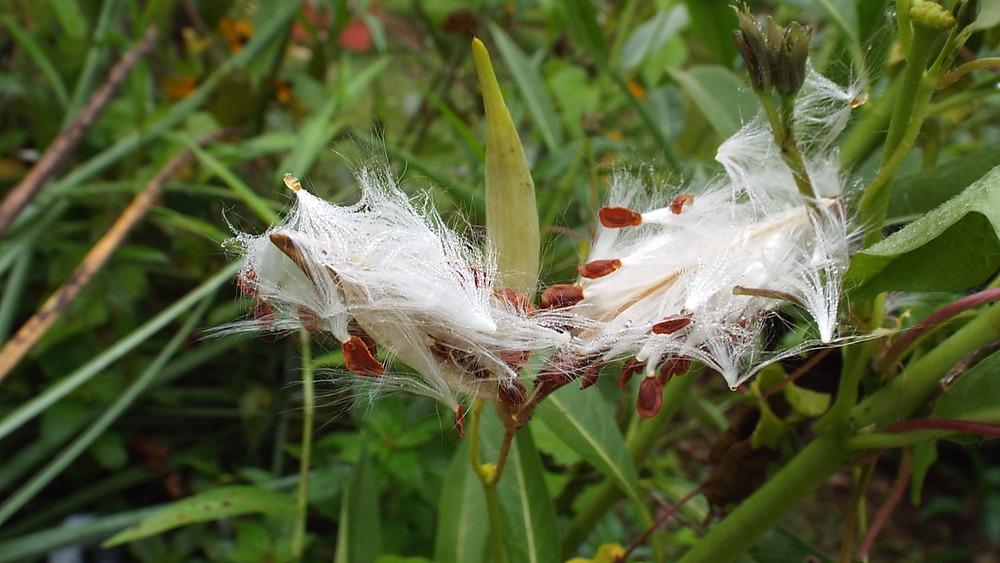 Photo of Tropical Milkweed (Asclepias curassavica 'Apollo Yellow') uploaded by poisondartfrog