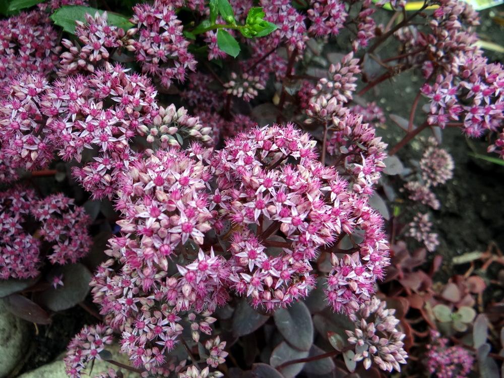 Photo of the bloom of Sedum (Hylotelephium SunSparkler® Cherry Tart