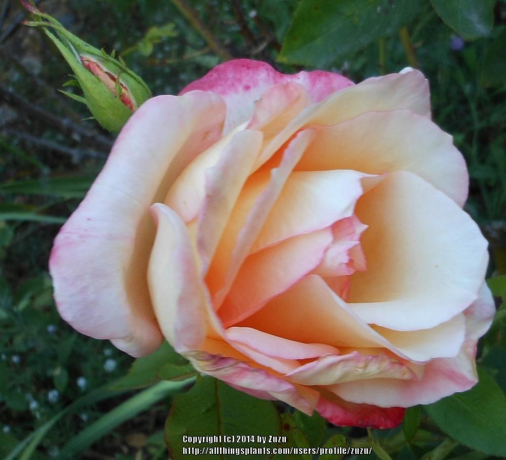 Photo of Rose (Rosa 'Arcanum') uploaded by zuzu