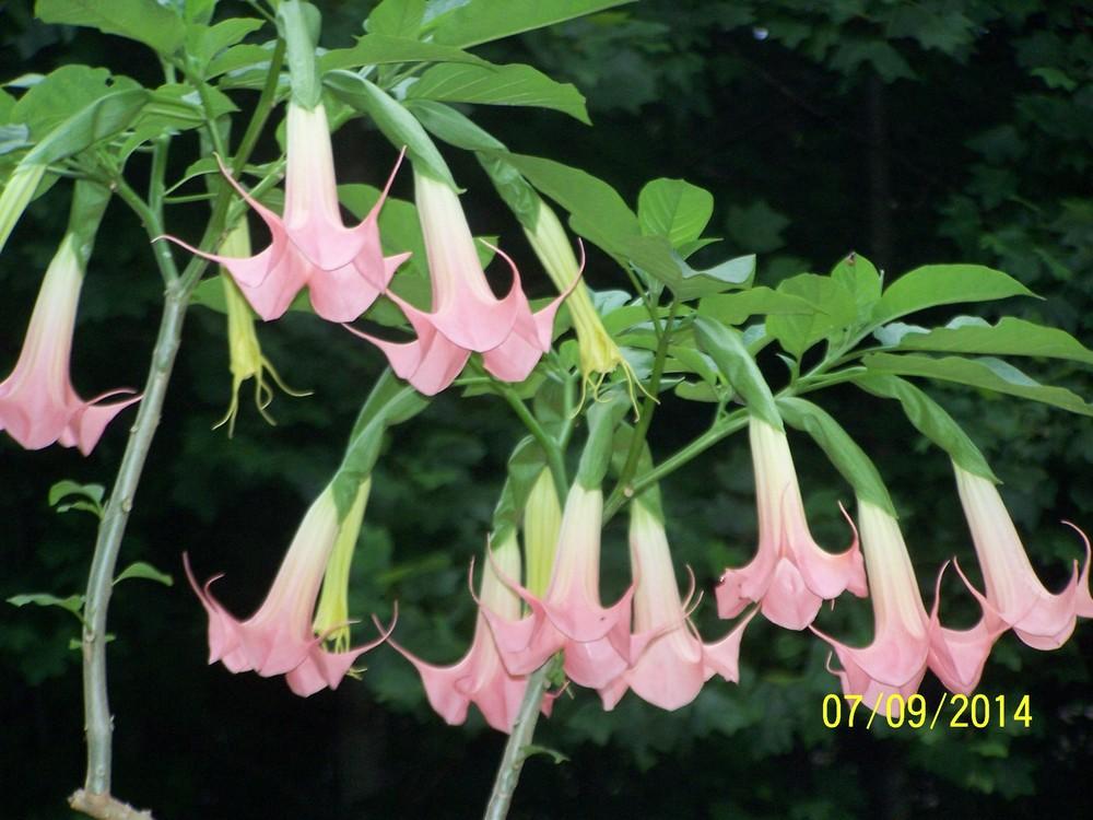 Photo of Angel Trumpet (Brugmansia 'Ila Marie') uploaded by 3left