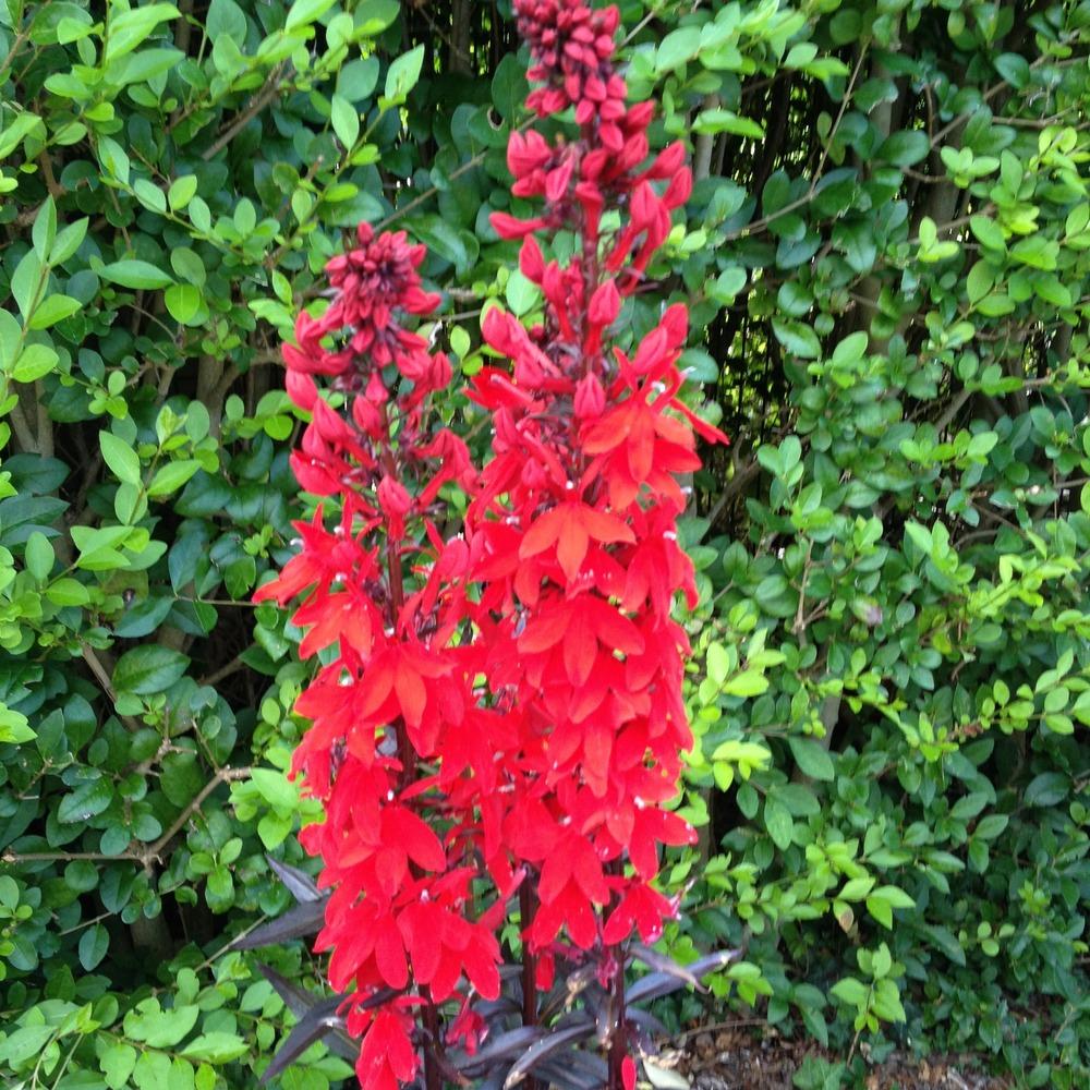 Photo of Cardinal Flower (Lobelia 'Queen Victoria') uploaded by Cantillon