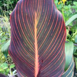 Location: The garden at Sanabria
Date: 2014-08-17
Marvellous contrasting stripey leaves, first year of growing thes