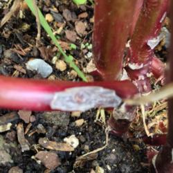 Location: The garden at Sanabria
Date: 2014-08-17
Slug damage on a young stem, they rasp away at it and the stem fa