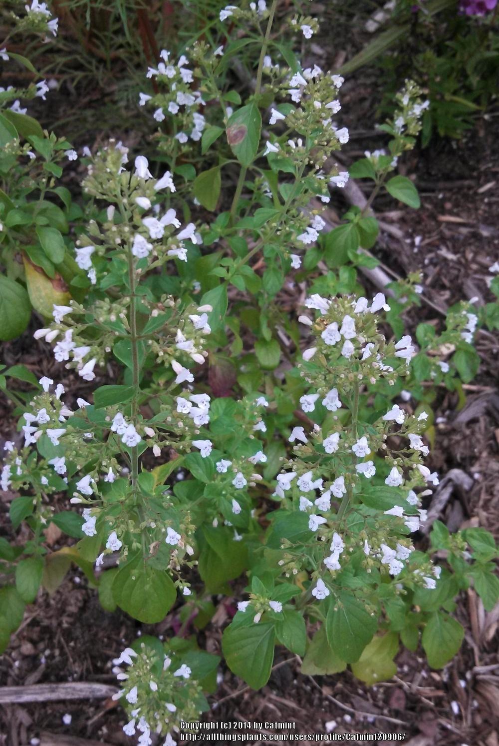 Photo of Lesser Calamint (Clinopodium nepeta 'White Cloud') uploaded by Catmint20906