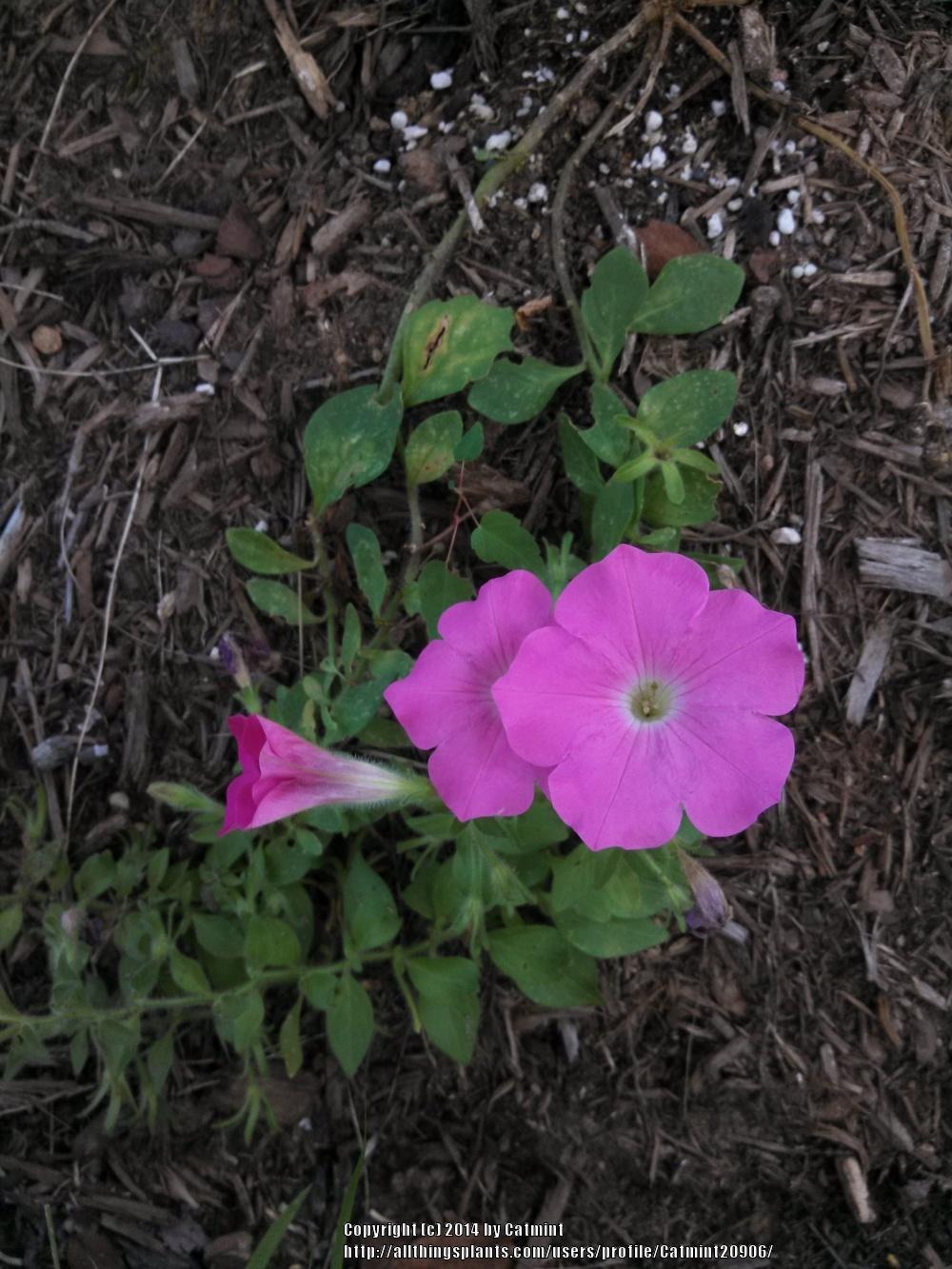 Photo of Multiflora Spreading/Trailing Petunia (Petunia Wave® Pink) uploaded by Catmint20906