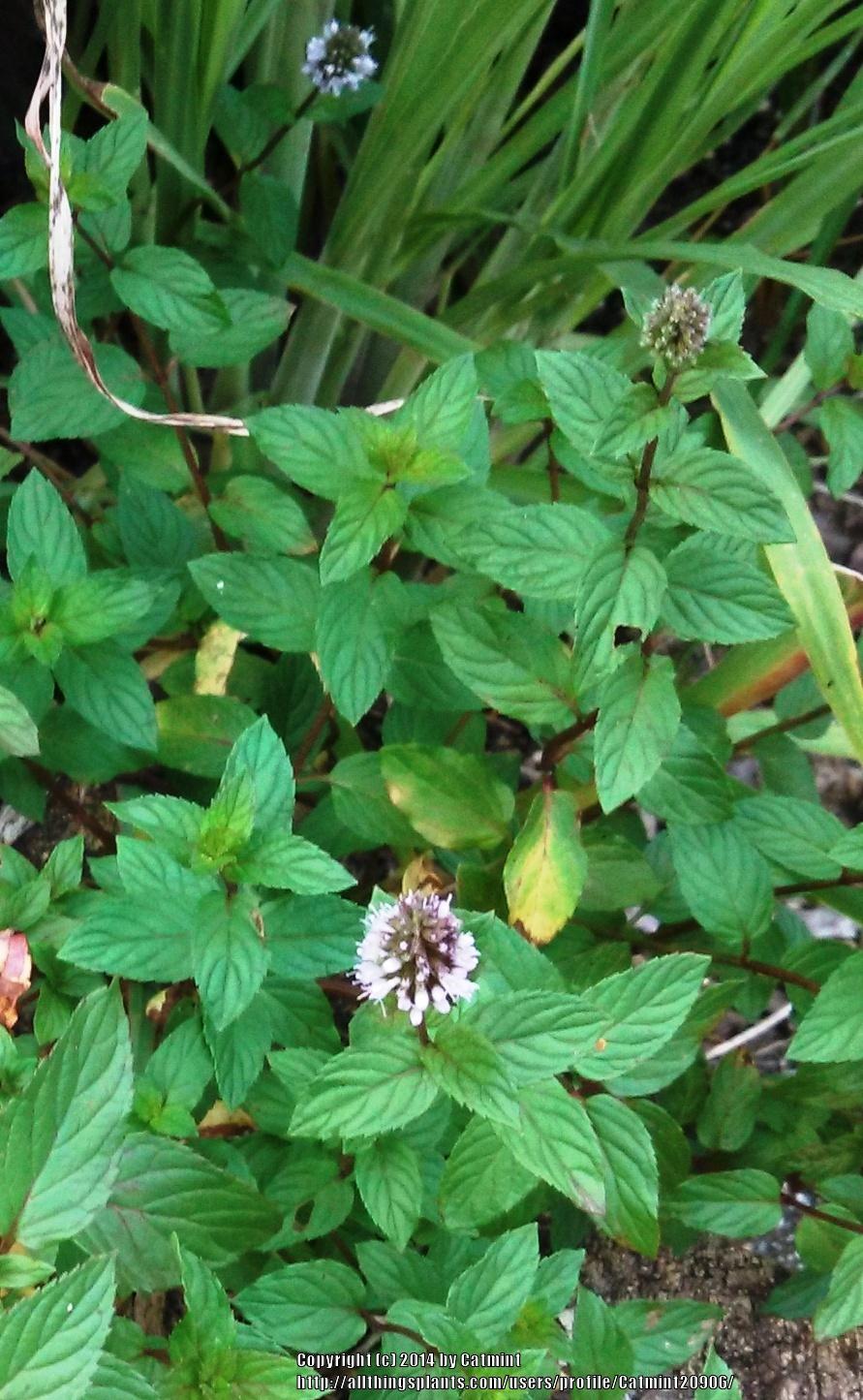 Photo of Chocolate Mint (Mentha x piperita 'Chocolate') uploaded by Catmint20906